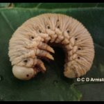 Elm Sawfly larva