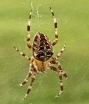 Photo of a Cross Orbweaver spider; Glenburn, Maine - 8/5/2020
