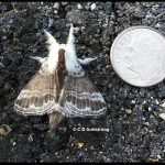 Photo of a moth called Large Tolype next to a US dime