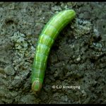a Saddled Prominent caterpillar