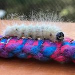 The Laugher caterpillar - Charadra deredens (photographed in Georgetown, Maine 9/12/2020)