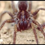 Closeup photo of a wolf spider