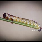 a European Pine Sawfly larva