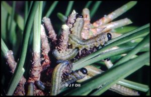 European pine sawfly larvae feeding on pine needles