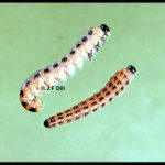 a pair of White Pine Sawfly larvae