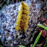 Banded tussock caterpillar in Bucksport, Maine; 9/3/2020