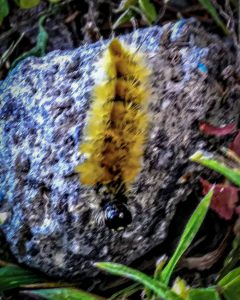 Banded tussock caterpillar in Bucksport, Maine; 9/3/2020