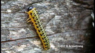 Last instar stage of a Dogwood Sawfly larva - August 9th, 2009 in Medway, Maine