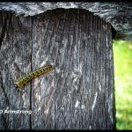 Last instar stage of a Dogwood Sawfly larva - August 9th, 2009 in Medway, Maine