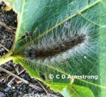 a mature Fall Webworm larva (Farmington, ME; 9/5/2020)