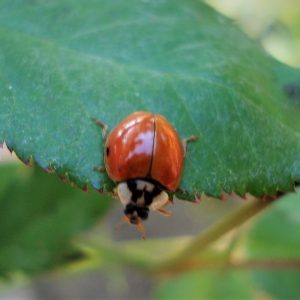 a Multicolored Asian Lady Beetle on a rose leaf