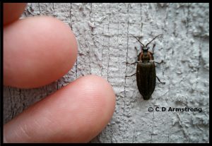 a Winter Firefly in the Ellychnia corrusca complex of species