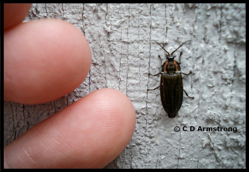 Winter Firefly Home And Garden Ipm From Cooperative Extension University Of Maine