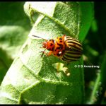 a Colorado Potato Beetle adult