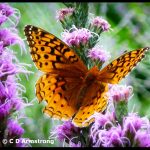 A Great Spangled Fritillary butterfly (Boothbay, Maine; 8/26/2010)