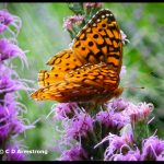 A Great Spangled Fritillary butterfly (Boothbay, Maine; 8/26/2010)