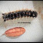 a young gypsy moth caterpillar next to a cranberry leaf