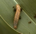 Fall Armyworm Caterpillar (on a corn leaf)
