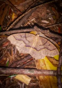 An Eastern Hemlock Looper moth