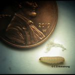 A mature Indian Meal Moth larva next to a US penny for scale purposes