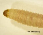 A mature Indian Meal Moth larva (magnified view)