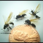 4 male Carpenter Ants (males have wings for the purpose of nuptial flights)