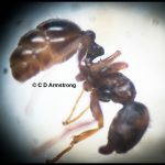 Closeup of a Pavement ant worker viewed through a dissecting scope