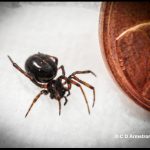 A female spider called a Boreal Combfoot, beside a US penny for scale purposes
