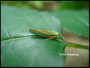 a Candy-striped Leafhopper perched on a rose leaf in Etna, Maine on July 17th, 2012