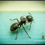 Eastern Black Carpenter Ant (worker) Camponotus pennsylvanicus (central Maine; 6/13/2009)