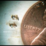 pair of Cornfield ants (Lasius neoniger) beside a US penny