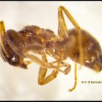 Magnified view of a Cornfield ant (worker) (Lasius neoniger)