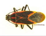 Magnified view of an Eastern Boxelder Bug