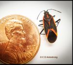 an Eastern Boxelder Bug beside a US penny for relative size purposes