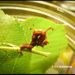 a Horned Spanworm caterpillar (a.k.a. Filament Bearer) (from Washington County, Maine; 6/24/2004)