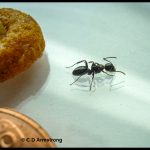 Smaller Carpenter Ant - Camponotus nearcticus - beside a US penny and a piece of cereal.