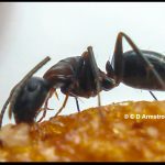 Smaller Carpenter Ant - Camponotus nearcticus - feeding on a piece of cereal.