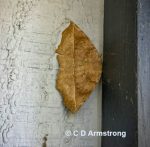 a Curve-toothed Geometer moth at the edge of a windowframe in Stetson, Maine; May 17th, 2021