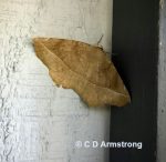 a Curve-toothed Geometer moth at the edge of a windowframe in Stetson, Maine; May 17th, 2021