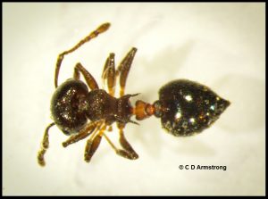 closeup view of an Acrobat Ant (also called a Valentine Ant because of the heart-shaped abdomen)