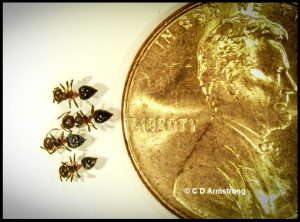 four Acrobat Ants (worker ants) beside a US penny for scale purposes