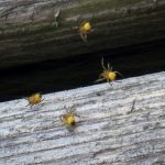 Cross Orbweaver spiderlings in Sedgwick, Maine - June 2nd, 2021