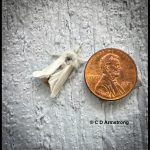 Browntail moth beside a US penny for size comparison