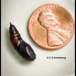 Pupa of a Browntail Moth extracted from its hairy cocoon and shown next to a US penny for scale purposes (southern Penobscot County; 6/15/2021)
