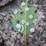 Several Dogwood Sawfly larvae on a dogwood leaf that has been significantly eaten by the larvae; Photo taken August 1st, 2021; Blue Hill, Maine