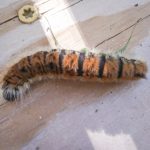 photo of a Large Gray Dagger caterpillar; photographed in southern Maine, September 27th, 2021