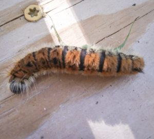photo of a Large Gray Dagger caterpillar; photographed in southern Maine, September 27th, 2021