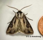 a male Venerable Dart moth beside a US penny for scale purposes; 9/14/2021