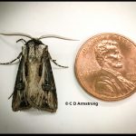 a male Venerable Dart moth beside a US penny for scale purposes; 9/14/2021
