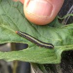 A Yellow-striped Armyworm caterpillar; Belgrade, Maine - July 28th, 2021